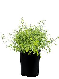 Image result for Justicia capensis