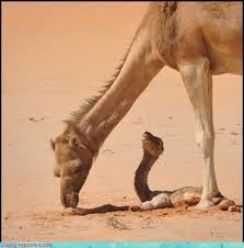 Arabian camels, called dromedaries have only one hump, but both these types of camels use their stored fat as energy and water when they are far away from food and a freshwater source. Daily Squee Cute Animals Cute Baby Animals Cute Animal Pictures Animal Gifs Gif Animals