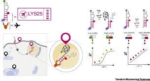 Why can't a cell survive without a nucleus? Chemically Resolving Lysosome Populations In Live Cells Trends In Biochemical Sciences