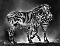 by marina cano animaux sauvages photo animaux animaux