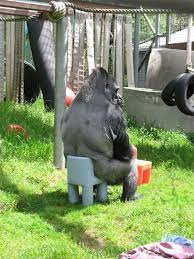 Check spelling or type a new query. Gorilla Sitting On A Small Chair Pics