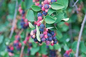 20,196 likes · 721 talking about this · 84 were here. Saskatoon Berries Are Finally Getting Love From Northwest Chefs