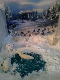 Tundra Biome In A Box Project Arctic Diorama Project Habitats Projects Biomes Project Diorama Kids