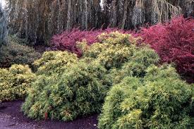 Check spelling or type a new query. Chamaecyparis Pisifera Sungold Landscape Plants Oregon State University