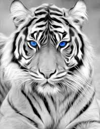 Mediafire Is A Simple To Use Free Service That Lets You Put All Your Photos Documents Music And Video In A Single Tiger Pictures Tiger Spirit Animal Animals