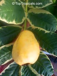 Image result for Psidium guajava