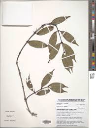 Image result for Landolphia rufescens