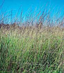 Image result for Sporobolus agrostoides