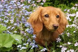 While some flowers are toxic to only cats or only dogs, many flowers can harm both canine and feline family members. Dog Backyards Series Part 3 Dog Friendly Plants Your Pooch Will Love Petsecure