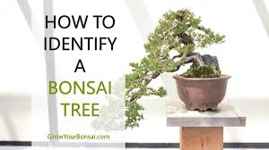 Maybe you would like to learn more about one of these? How To Identify A Bonsai Tree Grow Your Bonsai