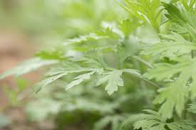 Search the world's information, including webpages, images, videos and more. ç¥žä»™è‰ è‰¾è‰ç§æ¤å››å¤§è¦ç‚¹ä»‹ç» åœŸæµç½'