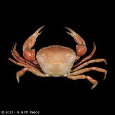 Image result for Hippocratea crenata