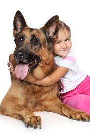 German Shepherd Dogs Shepherd German Photographies German Shepherd Dogs Shepherd Dog German Shepherd Funny