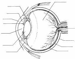 Both eyes see similar images which are then fused into one. Label The Eye Quiz