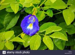 Image result for Fabaceae subfamily Papilionoideae