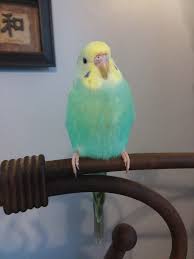 Pin By Sevval Sahin On Bird Love Budgies Parakeet Bird Pet Birds