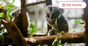 Image result for koalas