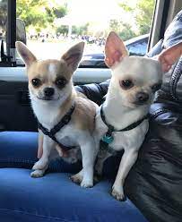 Pin By Cesar Valeixo On Bichos Chihuahua Puppies Cute Chihuahua Chihuahua Dogs