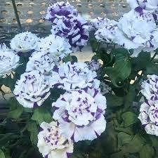 Image result for eustoma lisianthus in garden