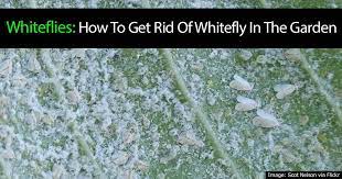 White flies are tiny white insects that collect on the undersides of leaves. Whiteflies How To Get Rid Of White Flies In The Garden