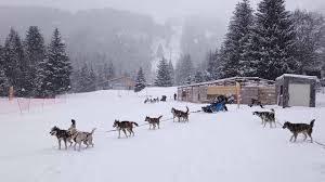 Tarifs à la semaine : L Appel Sauvage Chiens De Traineau 03 03 20 Facebook