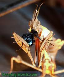 A praying mantis will not refrain from eating centipedes. Taking Care Of Your Pet Praying Mantis Keeping Insects