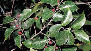 Image result for Celtis mildbraedii
