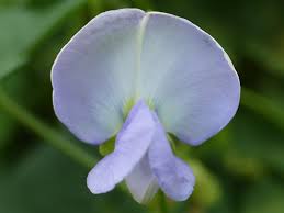 Image result for Psophocarpus grandiflorus