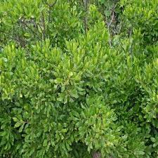 It is in flower from april to may, and the seeds ripen in october. Northern Bayberry Shrub