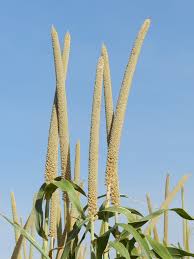 Image result for Cenchrus americanus