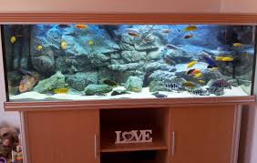 Pin By Leon Blankenship On Akvaario Ja Terraario African Cichlid Tank African Cichlids African Cichlid Aquarium