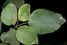 Image result for Cordia grandicalyx