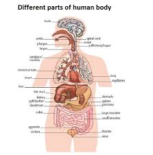 human body steemit