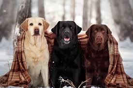 These labradors have raised a lot of controversy among breeders of labradors and other breeds. Labrador Colors What Determines Coat Color Genetic Makeup Of Each
