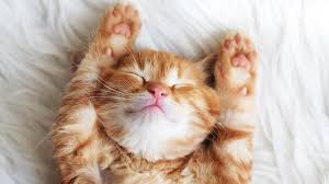 Image result for adorable cat