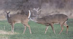 Bucks township, tuscarawas county, ohio, united states. What To Know About Hunting Deer During Rutting Season Mossy Oak