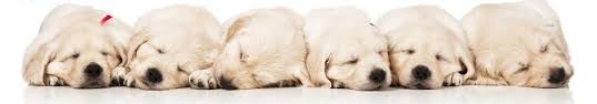 At phoenix veterinary center, we treat your pets like the valued family members they are. Puppy Training Phoenix Puppy Training Classes Az Dog Sports