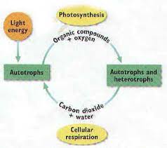 Back to kingdom fungi coloring worksheet answersfungi coloring answer key recognizing the pretension ways to acquire this ebook fungi coloring answer key is additionally useful. Photosynthesis Notes Photosynthesis Science Infographics Biology Classroom