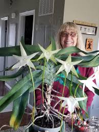Image result for Angraecum conchiferum