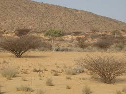 Image result for Maerua angolensis