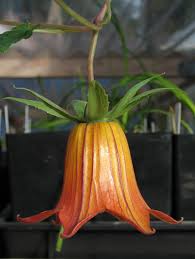 Image result for Canarina