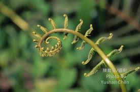 Image result for Pseudocyclosorus