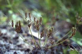 Image result for Bulbostylis schoenoides