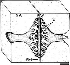 Image result for Flabellaria paniculata