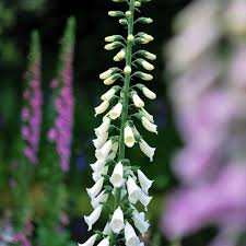 They are at home in woodland gardens and make attractive accents at the back of mixed borders. White Digitalis Perennial Shade Or Sun Flower Seeds 50 Foxglove Snow Thimble Perennial Seeds Home Garden Worldenergy Ae