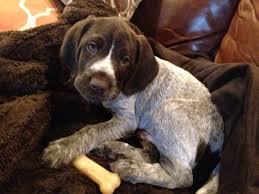 We did not find results for: German Wirehair Pointer Puppy 6 Weeks Old Pointer Puppies Gsp Puppies German Shorthaired Pointer