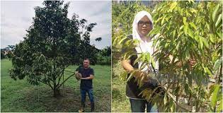 Teknik membentuk pokok durian musang king. Musang King Yang Lahir Di Malaysia Mahal Sebab