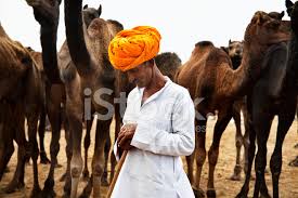 D' kameltreiber sind ja robuscht au trotz corona hammer duuscht! Indische Kameltreiber Pushkar Rinder Fair Stockfotos Freeimages Com