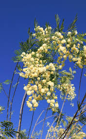 Image result for Acacia mearnsii