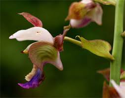 Image result for Eulophia horsfallii